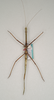 CollectionObject 1562025; 93bb3eb7-2d67-47e1-b92d-928e07fa2bc3: copyright ANIC, Canberra. female (paratype). (CollectionObject).;CollectionObject 1562026; 82becf04-55d0-4b8a-af82-e8859489fee6: copyright ANIC, Canberra. female (paratype). (CollectionObject).