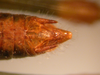 CollectionObject 1537804; c86f154b-a5a0-497a-af16-e74883ec53d4: male supra-anal plate (paratype). (CollectionObject).