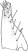 Subgenital plate, ventral view on Dunioa gratiosa Dworakowska, 1995: genital plate. (Observation).