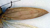CollectionObject 1500361; 589cfdb6-3f85-4423-abca-ca28dd9e4d76: male right tegmen (syntype). (CollectionObject).