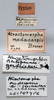 CollectionObject 1501020; f256d971-ccd9-44a5-bf4c-3cd73b83fc24: female, labels (lectotype of Atractomorpha madacassis). (CollectionObject).