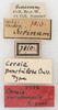 CollectionObject 1532185; NMW 7810, 49fe1b9b-0b12-46a9-9e0c-02eb8d504b06: labels (holotype). (CollectionObject).