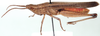 Cohembia acuta Uvarov, 1953: lateral view. (Otu).