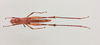 CollectionObject 2046065; NHMUK015982082, 0e65864e-b9ee-40c7-8a75-567b6e94449e: Acronomastax butticerca Descamps, 1965. Female (Dorsal). (CollectionObject).