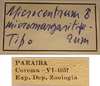 CollectionObject 1542746; a7d2500c-fbda-4f77-b0cd-d1022e2b0f49: labels (holotype). (CollectionObject).
