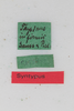 CollectionObject 1506554; 1b681b34-4315-4bc6-b47d-8b137ff49e9f: female, labels (syntype). (CollectionObject).