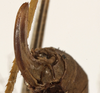 CollectionObject 1529742; a22641c3-3f9a-42f4-a003-9a1002a6bccd: female ovipositor (syntype). (CollectionObject).