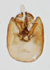 Pygofer, ventral view on Falcotoya crawfordi (Muir & Giffard, 1924): (Observation).