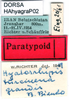 CollectionObject 1580289; c74b3525-f7e8-494f-993d-766d9c1a5484: labels (paratype). (CollectionObject).