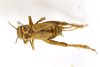 CollectionObject 1590283; 12e26467-a87b-4204-8fac-599137adf4d5: female, dorsal view (syntype). (CollectionObject).