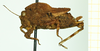 CollectionObject 1532563; 175ddca0-d21f-4002-ae91-ab570f82d81b: female, lateral view (holotype). (CollectionObject).