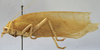 CollectionObject 1541604; 9d7c23b1-3480-491f-91cf-035500c57ceb: female habitus, lateral view (paratype). (CollectionObject).