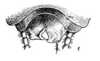 Ctenoneura yunnanea Bey-Bienko, 1957: Ctenoneura yunnanea, male. (Otu).