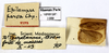 CollectionObject 1587185; MNHN(SF IMPORT DUPLICATE) MNHN-EP-EP1099, 002cb052-736c-4d11-bb22-a05499876dc8: CC BY-NC-ND 4.0/MNHN - Depraetere Marion - 2014. Type, male, of parva Chopard, 1952. Specimen number: MNHN-EP-EP1099. http://coldb.mnhn.fr/catalognumber/mnhn/ep/ep1099. (CollectionObject).