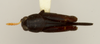CollectionObject 1527134; 30f943e6-34e7-4be5-98d3-fdc81b679b7d: male, dorsal view (holotype). (CollectionObject).
