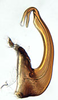 Aedeagus, lateral view on Aplanus Oman, 1949: Aplanus albidus, aedeagus, laterally. (Observation).