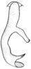 Anaulacomera (Cervicercora) apolinari Hebard, 1927: Pl. XX, Fig. 8 (after type). ventral view of male cercus (distal portion foreshortened in this aspect). (Otu).