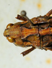 CollectionObject 1498701; f3c2b604-a8b0-4e3b-98ea-d4905aaa5248: female head and pronotum, dorsal view. (CollectionObject).