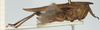 CollectionObject 1517851; 9a009760-4dc4-4f9d-9aab-95e03e677ba5, NHMUK010924562: male, lateral view (holotype of Tettix cucullifera). (CollectionObject).