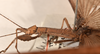 CollectionObject 1560107; 7d1b080d-7a82-463c-9605-b374e86a40cf: copyright OUMNH. male: head & thorax, lateral view (syntype). (CollectionObject).