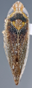Habitus, dorsal view: !! display not done !! on Scaphytopius n. sp. PE29: Scaphytopius Ball, 1931: (Observation).