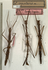 CollectionObject 1560477; NMW 615, 9b1a5343-cb38-483c-93ca-40246b7902cd: copyright NMW, Vienna. female (lectotype), male and female (paralectotypes). (CollectionObject).