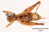 CollectionObject 1523768; 6efb9912-ebd8-47f3-b17d-bdcaa303a683: male, dorsal view (holotype). (CollectionObject).