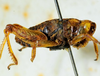 CollectionObject 1498699; 030eafed-5045-4cf5-b2b3-b3cec72c93da: male, lateral view. (CollectionObject).