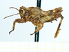 CollectionObject 1598169; 21749f6f-0a65-40ff-a8f5-abb4794c9b1a: larve, no type (lateral view). (CollectionObject).