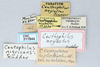 CollectionObject 2741414; CNCI 311944, 610fe6aa-818b-4b6b-a775-1de8b09f484d: (CollectionObject).