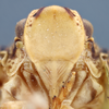 Head on Dascalia sinuatipennis (Stål, 1862) now Dascalia sinuatipennis (Stål, 1859): (Observation).