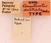 CollectionObject 1521986; 67908ed1-ce08-4d93-b720-e78db939e460: Male, labels (syntype). (CollectionObject).