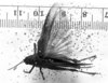 CollectionObject 1506636; 4f4b0694-7fd4-40e2-8d58-b97ea09c92be: Image Carbonell, C.S. female, dorsal view (syntype). (CollectionObject).