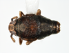 Habitus, dorsal view: !! display not done !! on Pissonotus niger Morgan & Beamer, 1949: (Observation).