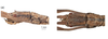 CollectionObject 1597507; 929d8ad4-dff0-4155-a1ff-a9950f8a1205, QIMR T250904: copyright QM. female: head, lateral & dorsal views (holotype). (CollectionObject).