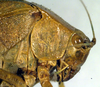 CollectionObject 1500558; 438158fe-bd38-4bad-a3d7-10fe6d7600dd, DORSA BTgonimmHTF: female pronotum, lateral view (holotype). (CollectionObject).