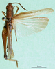 CollectionObject 1501317; c8523c01-edbc-438c-9e46-c50334699dd1: male, dorsal view (holotype of Coryphosima centralis). (CollectionObject).