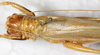 CollectionObject 1532899; 2539507c-6d0e-4d63-95d2-9ad1c24cce26: female, dorsal view (syntype). (CollectionObject).