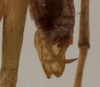 CollectionObject 1529792; 7bad1311-88a8-4859-9d12-96b506800284: male cerci (lectotype). (CollectionObject).