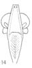 Head: (Observation).