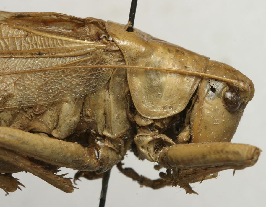 male pronotum, lateral view (lectotype of Tettigonia maroccana). Depicts CollectionObject 1535196; a0dbb03d-48a4-4c2d-a5e8-d5d9b8c9e70f, a CollectionObject.