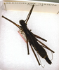 CollectionObject 1558328; 42f1c1a0-648b-4171-814e-accc36001f0d: copyright ANSP. female of synonym Brachyelena hirsuta (holotype). (CollectionObject).