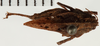 CollectionObject 1574540; NHRS NRM-ORTH 13403, 327e181c-7531-4157-8ae6-d4836881bf4f: female, dorsal view (paratype of Tetrix sjostedti). (CollectionObject).