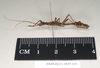 CollectionObject 1556916; NHMUK(SF IMPORT DUPLICATE) 845103, ba7a8d35-4a0d-4e52-a8c0-f52736a9d4d2: copyright Natural History Museum, London. female, lateral view (paratype). (CollectionObject).