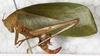 CollectionObject 1532260; NMW 1959, 529f461c-ba2f-40f8-98f0-87505d154a72: female, lateral view (syntype of Phrixa sima). (CollectionObject).