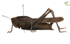 Female. Lateral view Depicts CollectionObject 1861880; 6eff10cb-3457-48cf-96d3-1f39dcab2b08, Unioeste Cascavel K-0562, a CollectionObject.