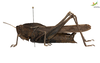 CollectionObject 1861880; 6eff10cb-3457-48cf-96d3-1f39dcab2b08, Unioeste Cascavel K-0562: Female. Lateral view. (CollectionObject).