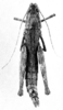 CollectionObject 1525161; 7cf932ac-7a4a-4439-ae7d-351553498761: Fig. 2. female, dorsal view. (CollectionObject).