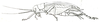 Paroecanthus mexicanus Saussure, 1859: Pl. VIII, Fig. 33 a. female, lateral view. (Otu).