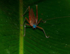 CollectionObject 1544610; ef5108b0-e192-452d-8d15-7777de863268: female, frontal view. (CollectionObject).